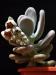 Pachyphytum bracteosum 1.jpg